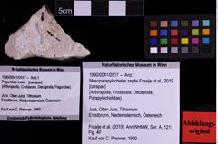 Foto (Objekt + Etiketten) von Mesoparapylocheles zapfei (Fraaije et al., 2019) (NHMW-GEO-1990-0041-0517)